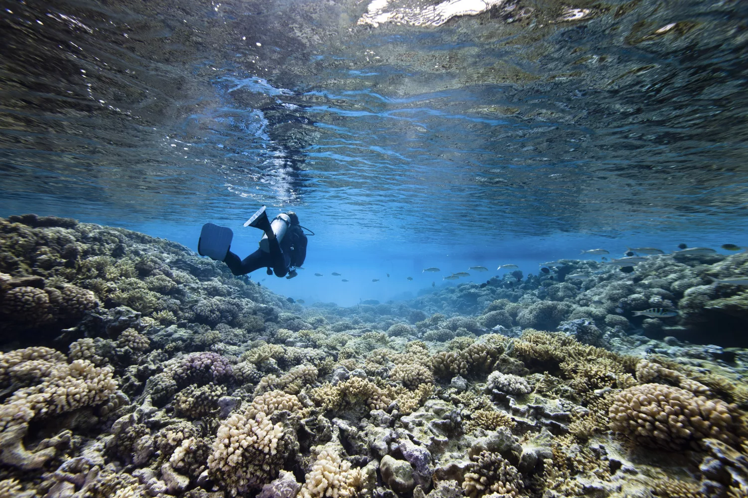 Taucher im Korallenriff in Kuba
