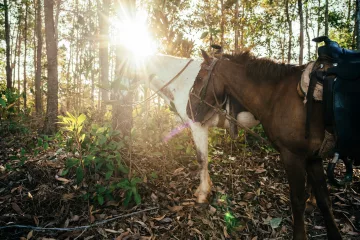 Probiert den kubanischen Slow Tourismus und reitet durch das Viñales-Tal