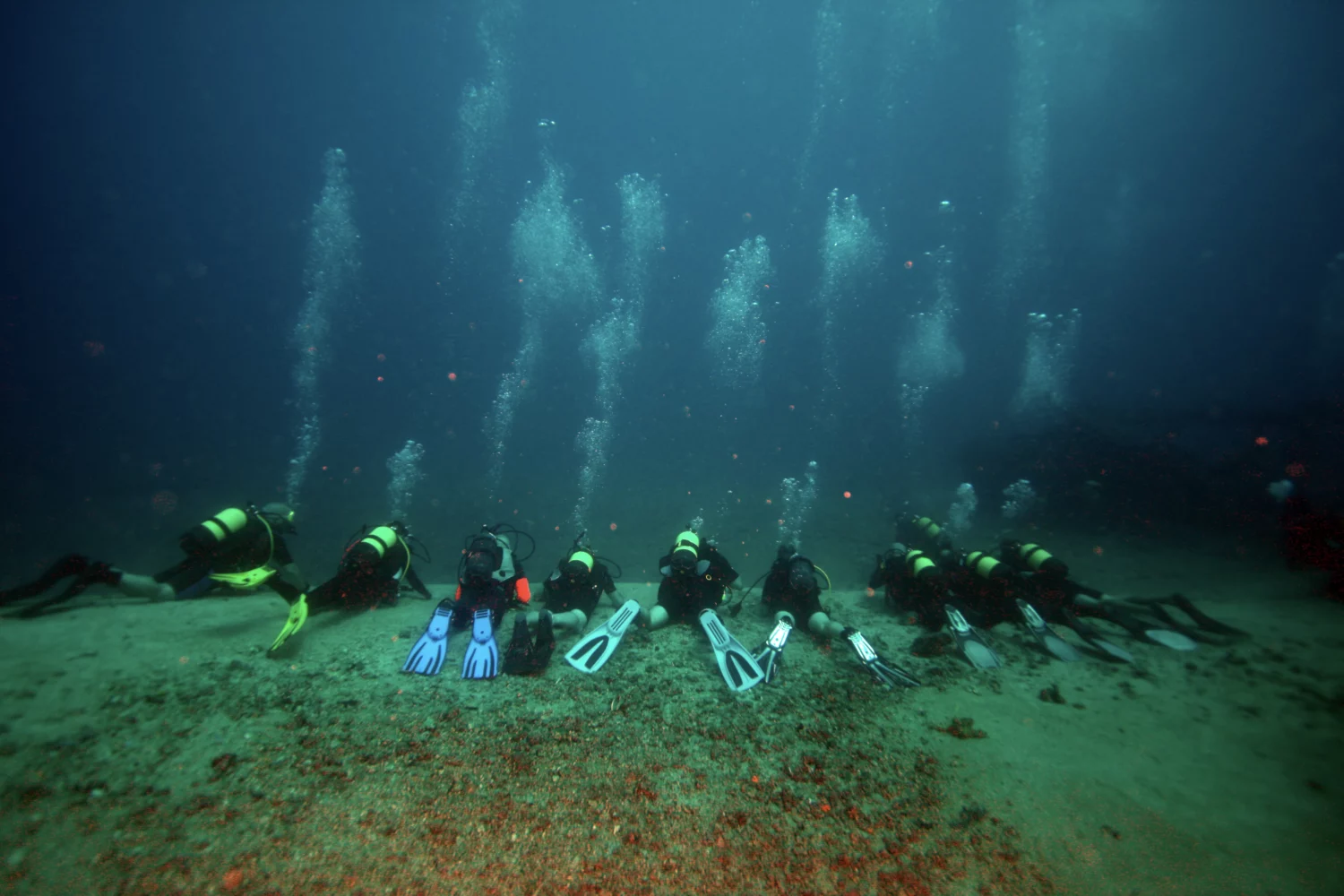 Diese Schildkröten sind noch klein und erkunden das Wasser.